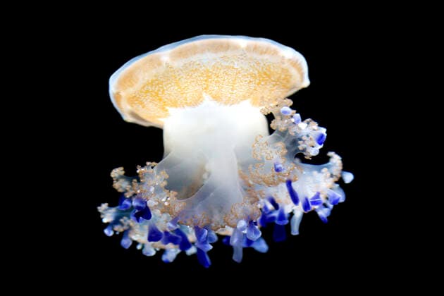Mediterranean Jellyfish - Commonly found in the Mediterranean sea (Cotylorhiza tuberculata). Photographed at Monterey Bay Aquarium - Monterey - California - USA. Also known as the Fried Egg Jellyfish.  Copyright: FrancoisxGohier 10873832