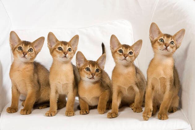 Cat - Abyssinian Kittens - on chair  Copyright: Jean-MichelxLabat 10887901