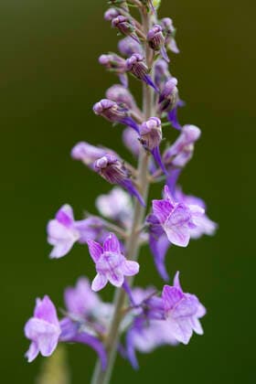 Purple Toadflax (Linaria purpurea)  Copyright: DavidxChapman 10893111