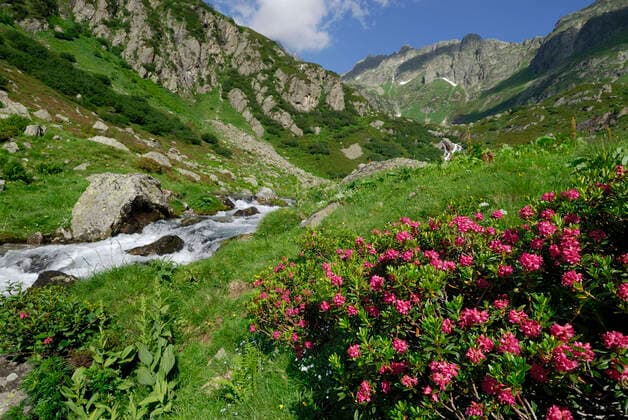 Rock Rhododendron mountain creek Alps Switzerland  Copyright: ThomasxMarent 10989630