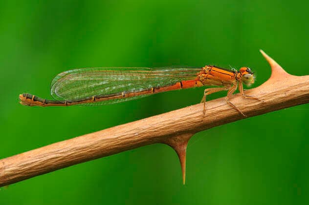Small Bluetail Scarce Blue Tailed Damselfly female Switzerland  Copyright: ThomasxMarent 10989946