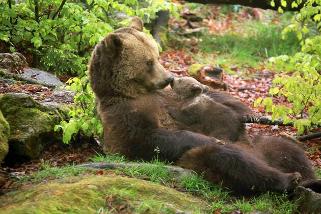 Brown Bear mother with cub (Ursus arctos)  Copyright: StefanxMeyers 11005947