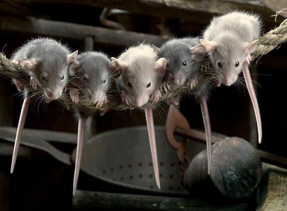 Rats five young rats at 4 weeks old  Copyright: Jean-MichelxLabat 11006088