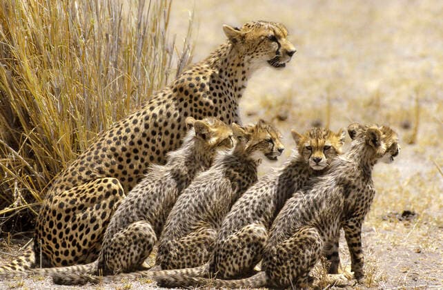 Cheetah adult with 4 cubs on dry floodplain Makgadikgadi pans, Kalahari, Botswana, Africa  Copyright: ChrisxHarvey 11051041
