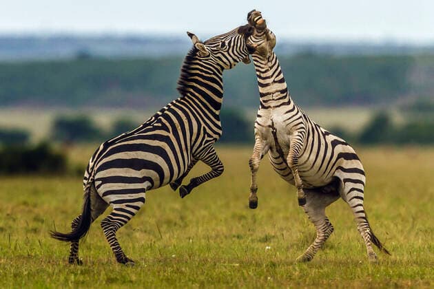 Plains Common Burchell s Zebra males play fighting Masai Mara National Reserve, Kenya  Copyright: ManojxShah 11051495