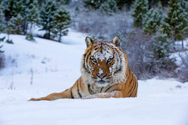 Siberian Tiger adult in winter snow  Copyright: VincexBurton 11109167