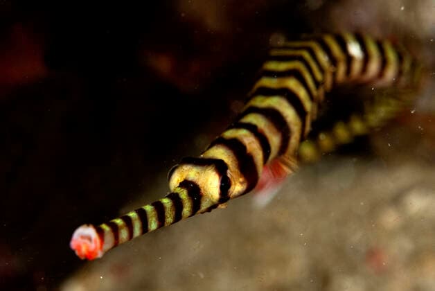 IMAGO Nature: Unsere Erde, Tiere, Gestreifte Tierarten Ringed Pipefish snout.  Copyright: MaryxEvansxxColinxMarshall 11675193