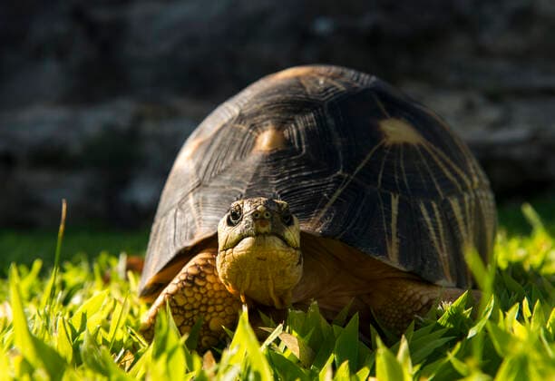 Unsere Erde: Natur, Tiere, Artenschutz, Seltene Tierarten Angonoka Tortoise.  Copyright: MaryxEvansxxRenatoxGranieri 11675892