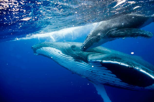 HUMPBACK WHALES HUMPBACK WHALE, Megaptera novaeangliae, MOTHERS &amp; CALFS, UW, TONGA HUMPBACK WHALE, Megaptera novaeangliae, MOTHERS &amp; CALFS, UW, TONGA  Copyright: (c)xxxDOCxWHITE 11806995