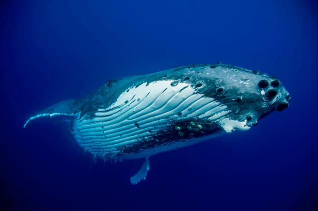 HUMPBACK WHALES HUMPBACK WHALE, Megaptera novaeangliae, MOTHERS &amp; CALFS, UW, TONGA HUMPBACK WHALE, Megaptera novaeangliae, MOTHERS &amp; CALFS, UW, TONGA  Copyright: (c)xxxDOCxWHITE 11807018