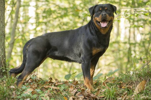 Rottweiler dog outside.  Copyright: Jean-MichelxLabat 12019508