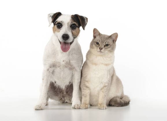 DOG. Choc Burmilla cat with Parson Jack Russell.  Copyright: JohnxDaniels 12020704