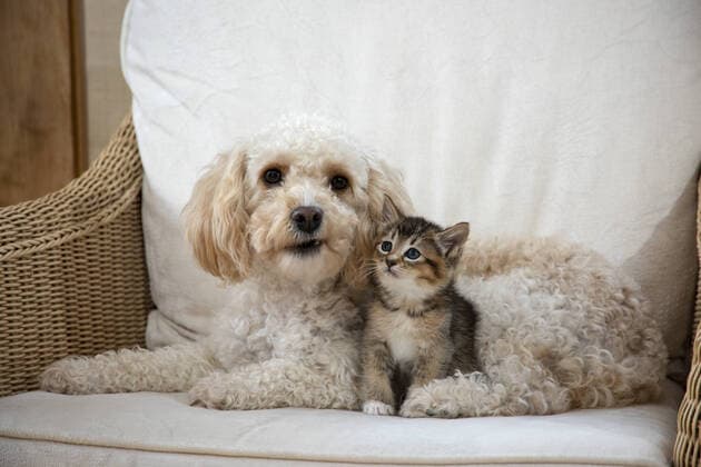 DOG. Cavapoo with a tabby kitten in a chair  Copyright: JohnxDaniels 12691161