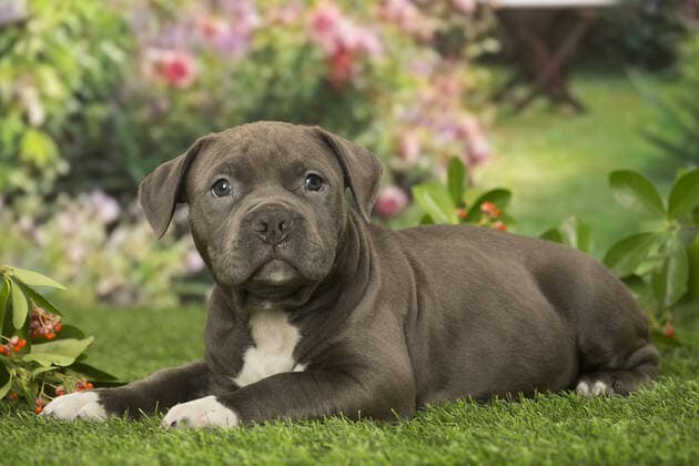 American Bully puppy outdoors in the garden  Copyright: Jean-MichelxLabat 12692324