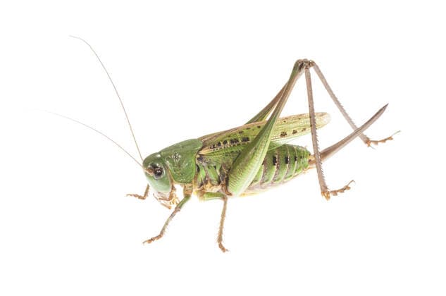 Wart biter bush cricket (Decticus verrucivorus), side view of an adult female against a white background  Copyright: ToncixMaletic 12692460
