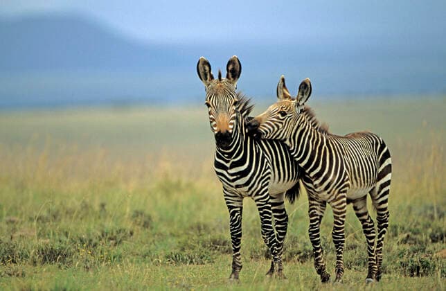 Cape Mountain Zebras - Two together (Equus z. zebra). South Africa - IUCN Endangered.  Copyright: JohnxCancalosi 10735056