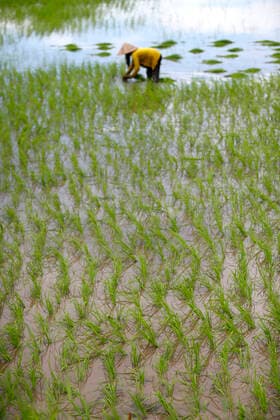 Mekong Delta. Woman farmer working in a rice field. Transplanting rice. Can Tho. Vietnam. Godongxxxxxcontact@godong-photo.com 971_31_vn030492a
