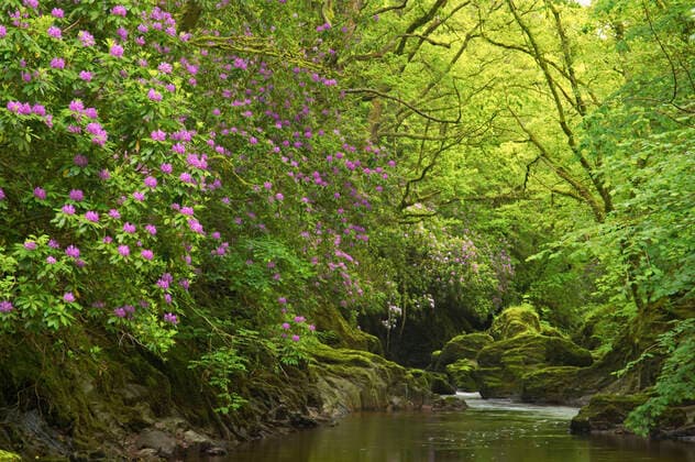 Rhododendron growing in Welsh Forest. Brecon Beacons NPWales.  Copyright: BillxCoster 10737323