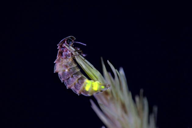 IMAGO Nature: Unsere Erde, Lichtverschmutzung in den Nächten bedroht Glühwürmchen-Populationen Glow Worm - female (Lampyris noctiluca)  Copyright: DavidxChapman 10740534