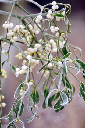 Mistletoe, with frost (Viscum album)  Copyright: JohnxDaniels 10747000