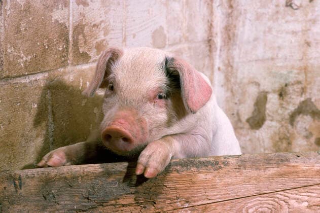 Pig - piglet  Copyright: JohnxDaniels 10749932