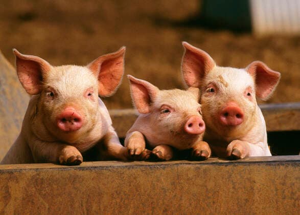 Pigs - three piglets in row  Copyright: JohnxDaniels 10750001