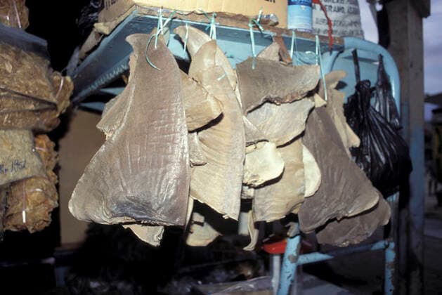 Shark Fins - Hong Kong Market  Copyright: KurtxAmsler 10750350