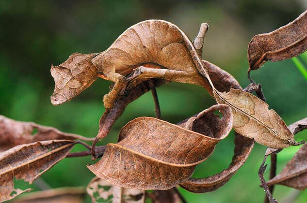 Fantastic Leaf-tailed Gecko Satanic Leaf-tailed Gecko (Uroplatus phantasticus). Andasibe-Mantadia National Park - Madagascar.  Copyright: ThomasxMarent 10750595