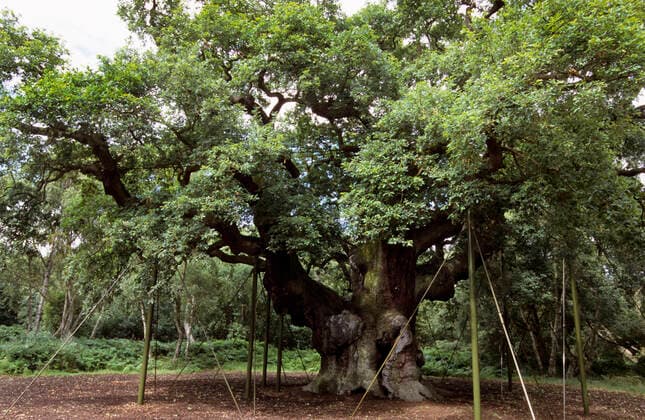 Major Oak - with support props. Sherwood Forest - Nottinghamshire - England.  Copyright: JohanxDexMeester 10753147