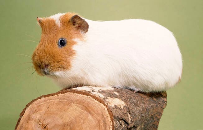Guinea Pig - on log  Copyright: JohanxDexMeester 10753577
