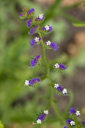 An ornamental sea-lavender (Limonium sinuatum). S. Europe (and gardens).  Copyright: BobxxGibbons 10755081