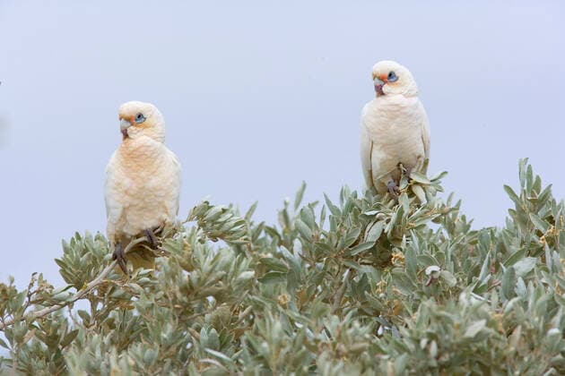 IMAGO Nature: Unsere Erde, Naturschutz, Naturschutzgebiete in Ozeanien Little Corella - two Little Corellas sitting on a bush at a beach at Ningaloo Reef (Cacatua sanguinea). Cape Range National Park, Ningaloo Reef Marine Park, Western Australia, Australia.  Copyright: Steffenx&xAlexandraxSailer 10757912