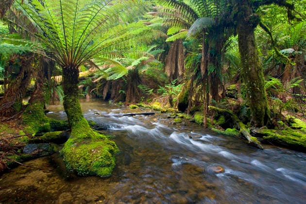 A creek meanders through lush, cool temperate rainforest, which is dominated by ferns and lichen and moss-covered trees. Mount Field National Park, Tasmania, Australia.  Copyright: Steffenx&xAlexandraxSailer 10758267