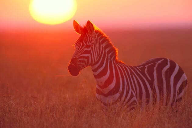 Burchell s Plains Common Zebra at sunrise (Equus quagga burchelli ). Serengeti Plains of Tanzania. May.  Copyright: Tomx&xPatxLeeson 10763486