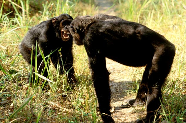 Eastern Long-haired Chimpanzee - showing aggression between two chimps (Pan troglodytes schweinfurthi). Mahale Mountains National Park - Tanzania.  Copyright: Ferrero-xLabat 10764043