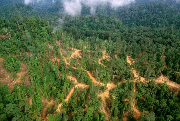 IMAGO Nature: Unsere Erde, Umweltverträgliche Herausforderungen, Regenwald Lowland tropical rainforest traditionally logged access roads skid trails & log landings visible. Sabah, Borneo, Malaysia.  Copyright: Jean-PaulxFerrero 10765570