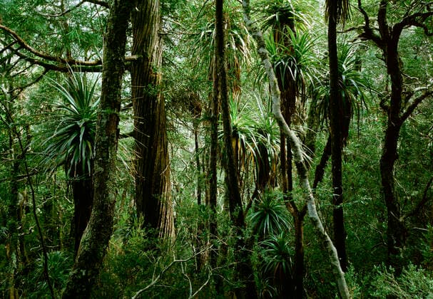 Temperate Rainforest with Pandanus, King Billy pine & Myrtle (Nothofagus cunninghami) (Arthrotaxis selaginoides). Cradle Mountain - Lake St Clair National Park, Tasmania, Australia.  Copyright: Jean-PaulxFerrero 10766322