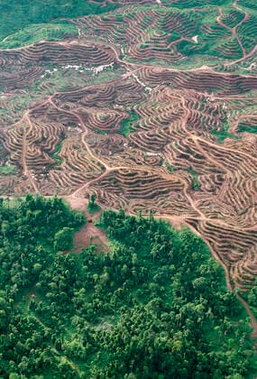 IMAGO Nature: Unsere Erde, Umweltverträgliche Herausforderungen, Palmöl Oil palm plantations & remnant rainforest. Oil palm is being used as a bio-fuel, however the deforestation questions the environmental benefit. Sabah, Borneo.  Copyright: Jean-PaulxFerrero 10767099