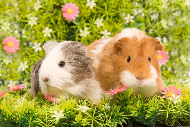 Guinea Pig - two with flowers  Copyright: Jean-MichelxLabat 10773061