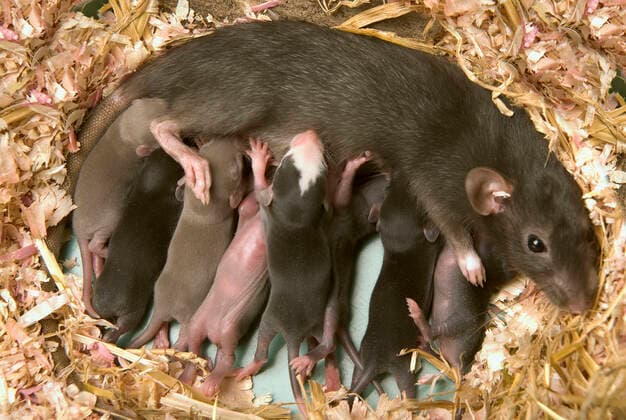 Brown Rat - suckling young_x000B_ (Rattus norvegicus)  Copyright: Jean-MichelxLabat 10777121