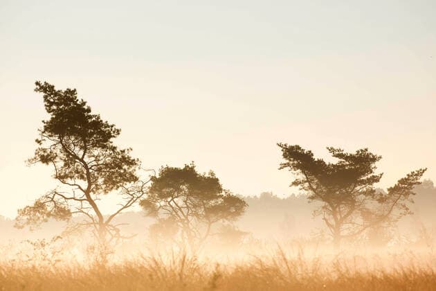 Foehre, Waldkiefer, Wald-Kiefer, Gemeine Kiefer (Pinus sylvestris), Flaes en Goorven im Morgennebel, Niederlande, Nordbrabant, Esbeek Scotch pine, Scots pine (Pinus sylvestris), Flaes en Goorven in morning mist, Netherlands, Noord-Brabant, Esbeek BLWS546392 Copyright: xblickwinkel W.xPattynx