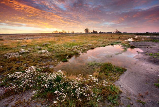 IMAGO Nature: Unsere Erde, Pflanzen: Bedrohte Planzenarten in Deutschland Salzaster, Salz-Aster, Strand-Aster, Strandaster (Aster tripolium, Tripolium vulgare), Sonnenaufgang am Dudzeelse-Polder, Belgien, Westflandern, Hoge Noen, Zeebrugge Sea aster (Aster tripolium, Tripolium vulgare), sunrise at Dudzeelse polder, Belgium, West Flanders, Hoge Noen, Zeebrugge BLWS546240 Copyright: xblickwinkel W.xPattynx