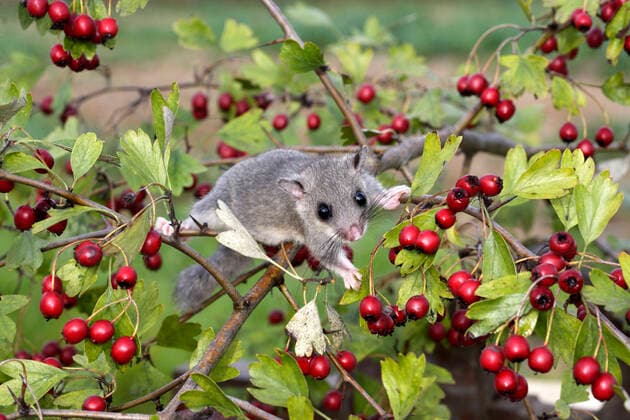 Fat Edlible Dormouse (Myoxus glis). Alsace - France.  Copyright: M.xWatson 10782021