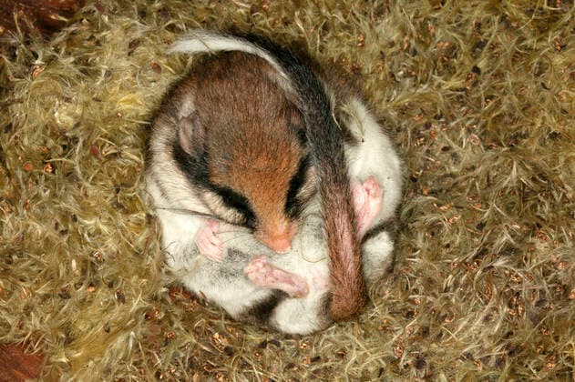 Garden Dormouse (Eliomys quercinus). Hibernating.  Copyright: M.xWatson 10786044