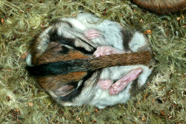Garden Dormouse (Eliomys quercinus). Hibernating.  Copyright: M.xWatson 10786048