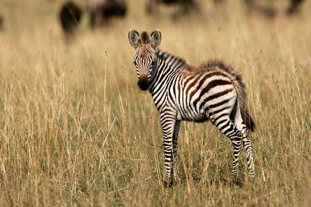 Burchell s Common Plain Zebra - foal (Equus quagga burchelli ). Maasai Mara - Kenya - Africa.  Copyright: M.xWatson 10787061
