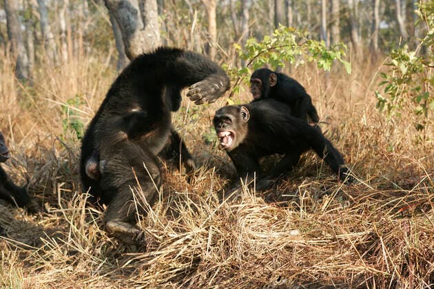 Chimpanzee - female protecting her young from a male (Pan troglodytes). Chimfunshi Wildlife Orphanage - Zambia - Africa. Chimfunshi Wildlife Orphanage is recognised as the worldÕs largest dedicated sanctuary for orphaned chimps. As chimpanzees are not indigenous to Zambia it is not possible to free-release them locally, therefore 2,000 acres of forest land has been designated to the chimps.  Copyright: M.xWatson 10787350