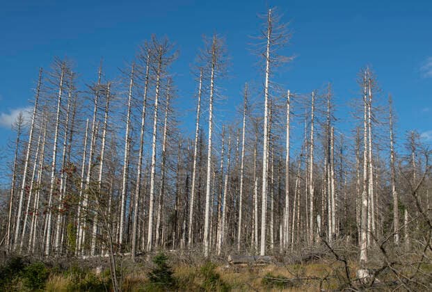 Entnadelte und braun gewordene Baeume stehen am 20.09.2019 in der Naehe von Torfhaus, Ortsteil der Ortschaft Altenau-Schulenberg im Oberharz. search: Deutschland Sachsen-Anhalt Wirtschaft Landwirtschaft Berg Berge Bergregion Mittelgebirge Niedersachsen Nationalpark Nationalparks Harz Oberharz Wetter Klima Klimawandel Klimafolgen klimatisch Umwelt Umweltschutz Umwelt und Natur Umweltschaden Umweltschaeden Oekologie Oekologisch Wald Waldbestand Waldbestaende Fortwirtschaft Forst Holz Hoelzer Holzbestand Holzwirtschaft kahl kahler Baum Baumsterben Baeume Ast Aeste Nadelverlust kahl kahle Waelder Sterben Waldsterben Schaden Schaeden Schaedigungen Schadensbild Klimaschutz Klimaschutzpolitik gruene Naturereignis Erwaermung Erderwaermung Naturereignisse Naturerscheinung Naturerscheinungen Waldzustand Waldzustandsbericht deutscher Wald deutsc