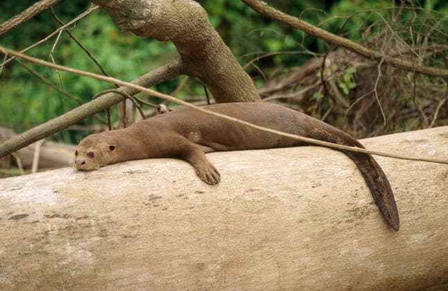 IMAGO Nature: Unsere Erde, Naturschutz, Naturschutzgebiete in Südamerika Giant Otter (Pteronura brasiliensis). Amazon Orinoco Basin, Manu National Park, Peru.  Copyright: FrancoisxGohier 10850961