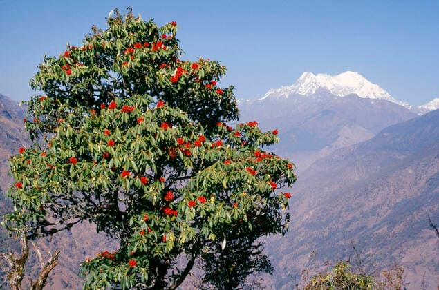 Rhododendron - with Mount Langtang in the background (Rhododendron arboreum). Nepal.  Copyright: RichardxWaller 10855447